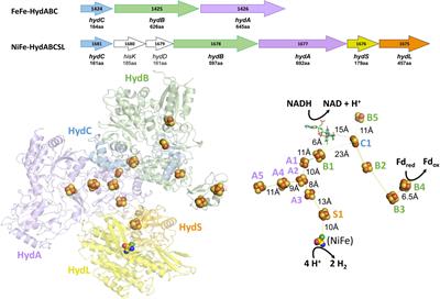 An Abundant and Diverse New Family of Electron Bifurcating Enzymes With a Non-canonical Catalytic Mechanism